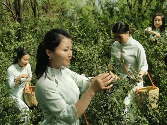 一片叶子助力怀化辰溪乡村振兴。 一片叶子助力怀化辰溪乡村振兴。