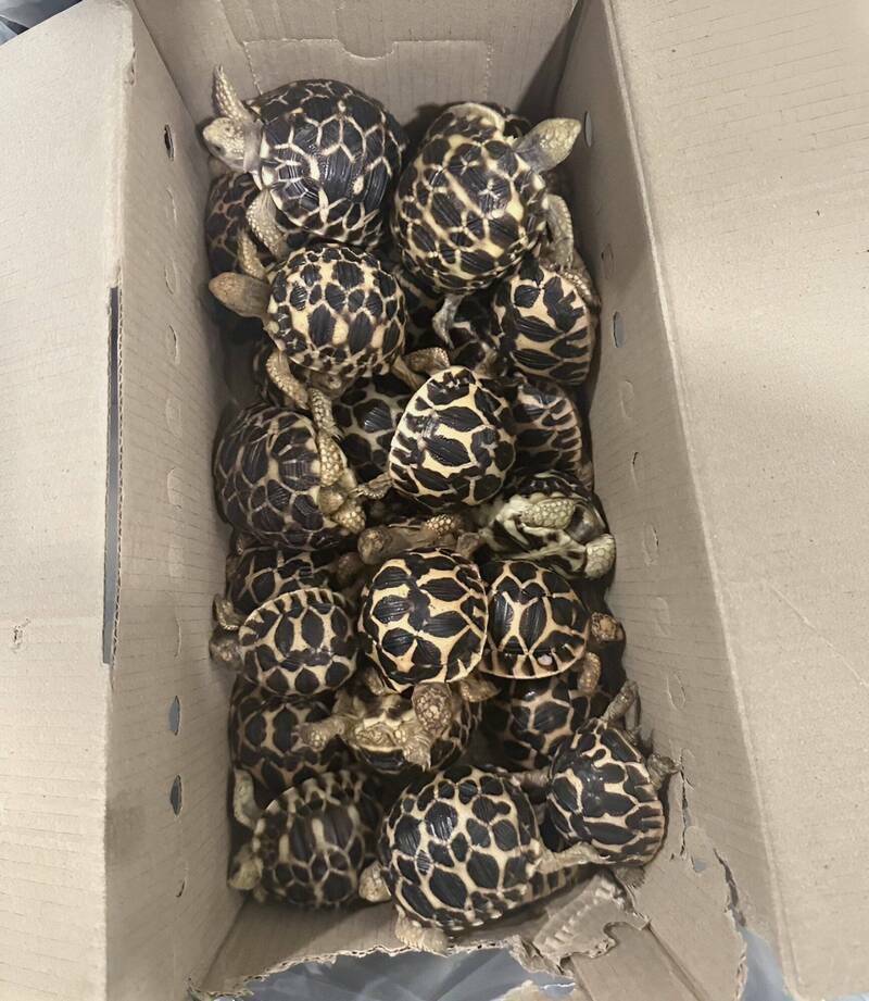 张姓男子走私620只印度星龟一审获轻判缓刑,但他认为判刑过重上诉请法官再判轻一点。示意图(资料照) 张姓男子走私620只印度星龟一审获轻判缓刑,但他认为判刑过重上诉请法官再判轻一点。示意图(资料照)