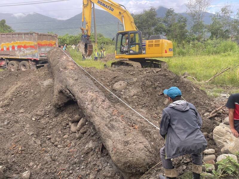 一棵市价逾400万元的百年「鸡油」沦为漂流木,被山老鼠相中挖回家藏土里。(民众提供) 一棵市价逾400万元的百年「鸡油」沦为漂流木,被山老鼠相中挖回家藏土里。(民众提供)