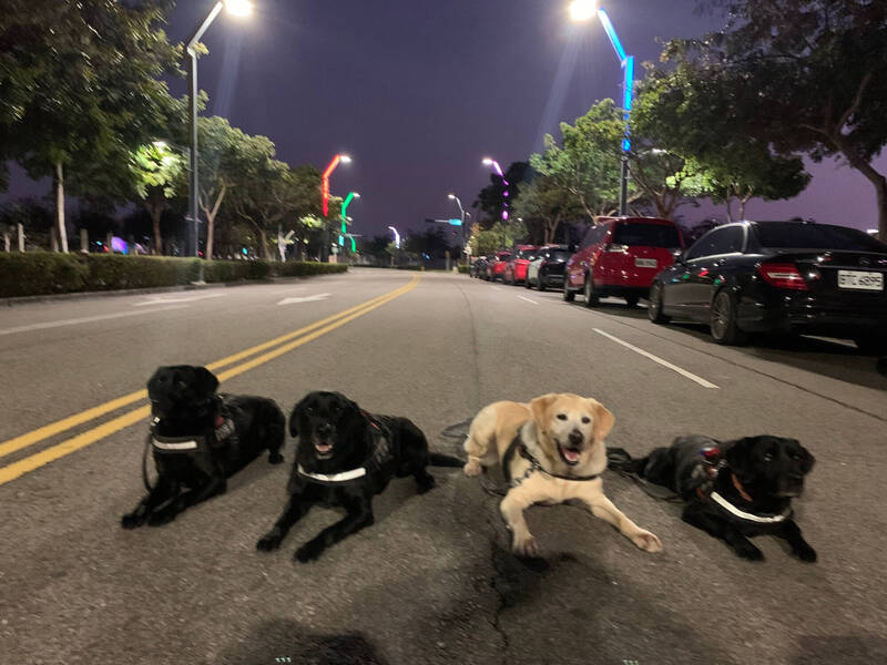 4只警犬今天起开放领养。(警方提供) 4只警犬今天起开放领养。(警方提供)