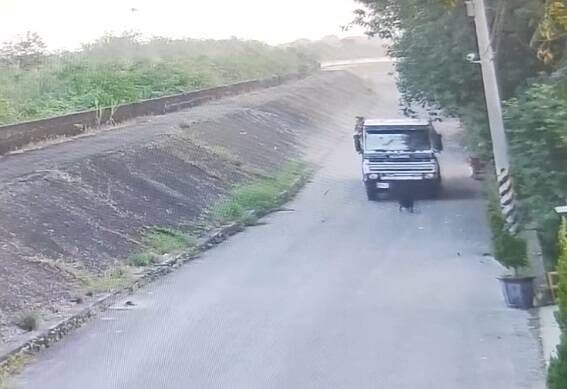 砂石车直接撞上小黑狗。(撷取自影片) 砂石车直接撞上小黑狗。(撷取自影片)