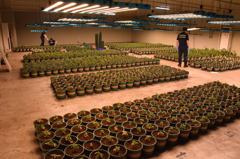 竹市警方此次共查扣大麻植株4519株、大麻种子1666颗与温控系统、灌溉设备等证物,市值破20亿元。(警方提供) 竹市警方此次共查扣大麻植株4519株、大麻种子1666颗与温控系统、灌溉设备等证物,市值破20亿元。(警方提供)