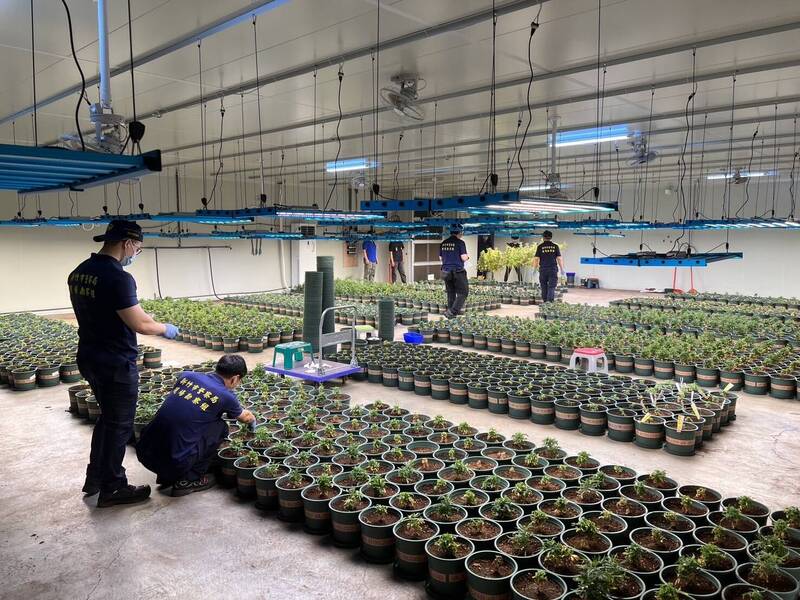检警在千坪无尘室勘验查获的大麻。(检方提供) 检警在千坪无尘室勘验查获的大麻。(检方提供)