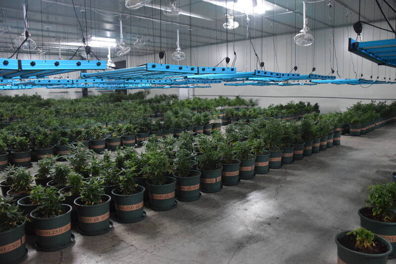 新竹警方破获斥资千万打造的无尘大麻厂房,扣得大麻植株4519株、大麻种子1666颗、大麻膏等证物。(记者陆运锋翻摄) 新竹警方破获斥资千万打造的无尘大麻厂房,扣得大麻植株4519株、大麻种子1666颗、大麻膏等证物。(记者陆运锋翻摄)