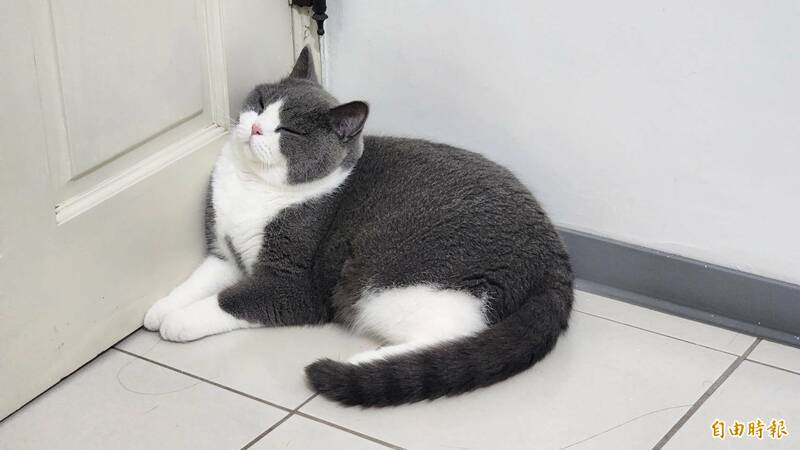 高雄林姓男子恶意弃养11只喵星人,放任牠们「大猫吃小猫」留下满屋猫骨。示意图。(资料照) 高雄林姓男子恶意弃养11只喵星人,放任牠们「大猫吃小猫」留下满屋猫骨。示意图。(资料照)