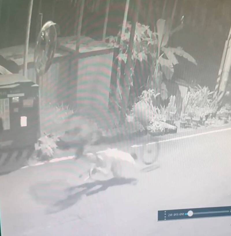 学童倒地脸部撞击路面,自行车前轮向前滚动。(图由陈童家长提供) 学童倒地脸部撞击路面,自行车前轮向前滚动。(图由陈童家长提供)