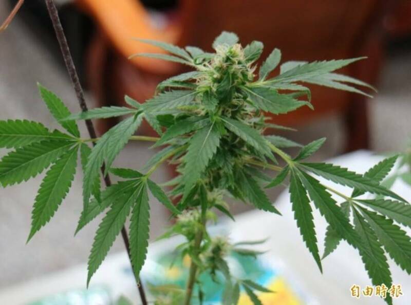 萧男种大麻,辩称为了舒眠才种,仍被判重刑。示意图。(资料照) 萧男种大麻,辩称为了舒眠才种,仍被判重刑。示意图。(资料照)