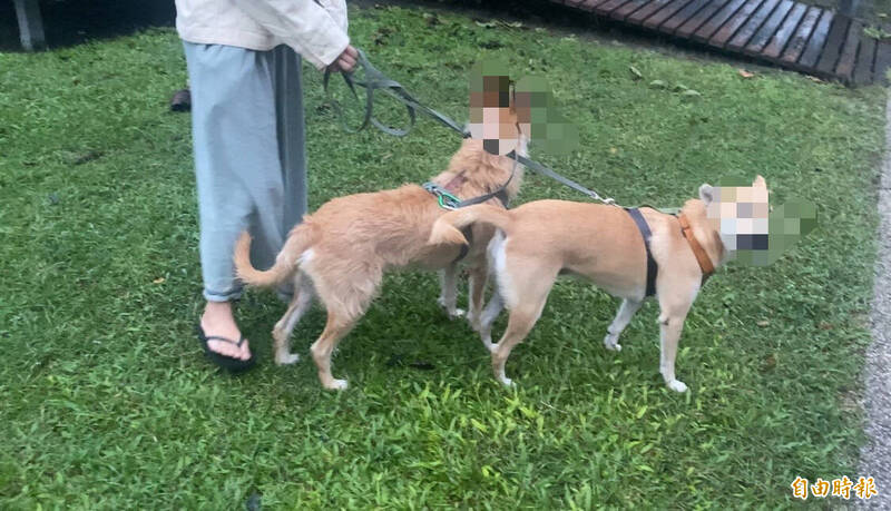 另名饲主参与大乱斗的二只狗,跟主人都看傻眼。(记者刘人玮摄) 另名饲主参与大乱斗的二只狗,跟主人都看傻眼。(记者刘人玮摄)
