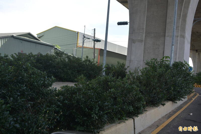 台中大里环中东路7段中央分隔岛的植栽,民众抱怨长太高未修剪,已经挡住视线,无法看到对向来车。(记者陈建志摄) 台中大里环中东路7段中央分隔岛的植栽,民众抱怨长太高未修剪,已经挡住视线,无法看到对向来车。(记者陈建志摄)