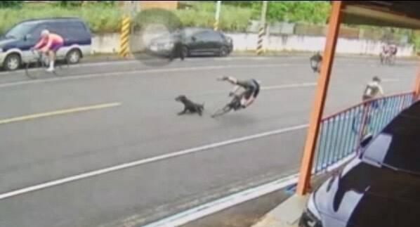 女车友冲撞黑狗后,翻滚落地。(图警方提供) 女车友冲撞黑狗后,翻滚落地。(图警方提供)